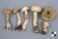 Leccinum holopus image